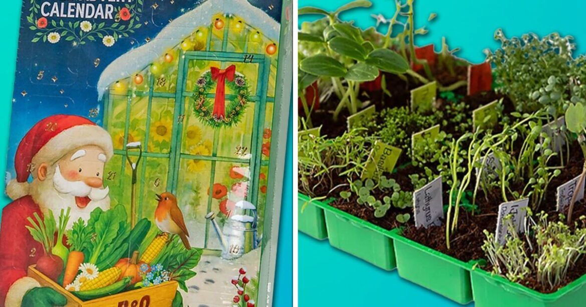 Gardeners can get a seed advent calendar for free with little-known deal Gardeners can get a seed advent calendar for free with little-known deal