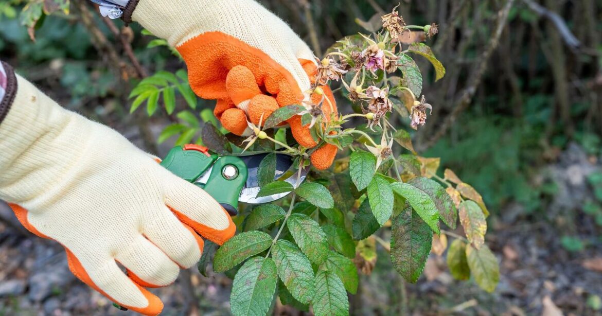 Plants to prune now for better blooms – October gardening jobs Plants to prune now for better blooms – October gardening jobs