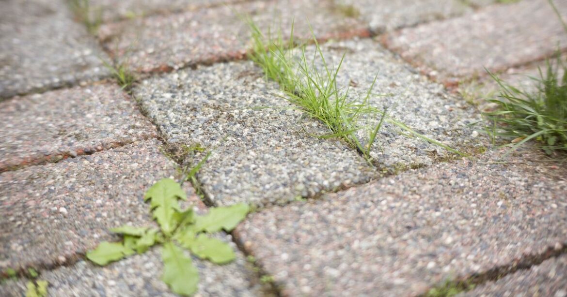 How to remove weeds from patios for good naturally How to remove weeds from patios for good naturally