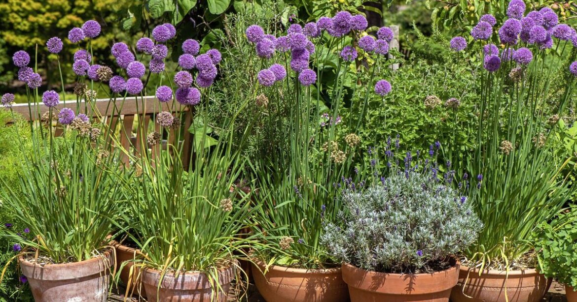 Gardener shares 1 flower you should plant now if you want amazing flower display Gardener shares 1 flower you should plant now if you want amazing flower display