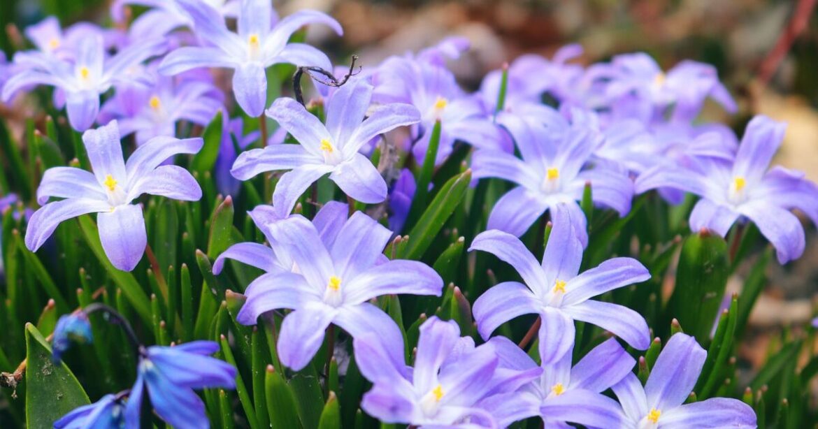 Gardening expert identifies bulb to plant now for ‘incredible joy’ Gardening expert identifies bulb to plant now for 'incredible joy'