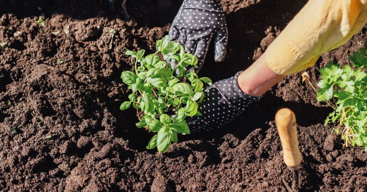 Sow these vegetables in October for an even better spring harvest