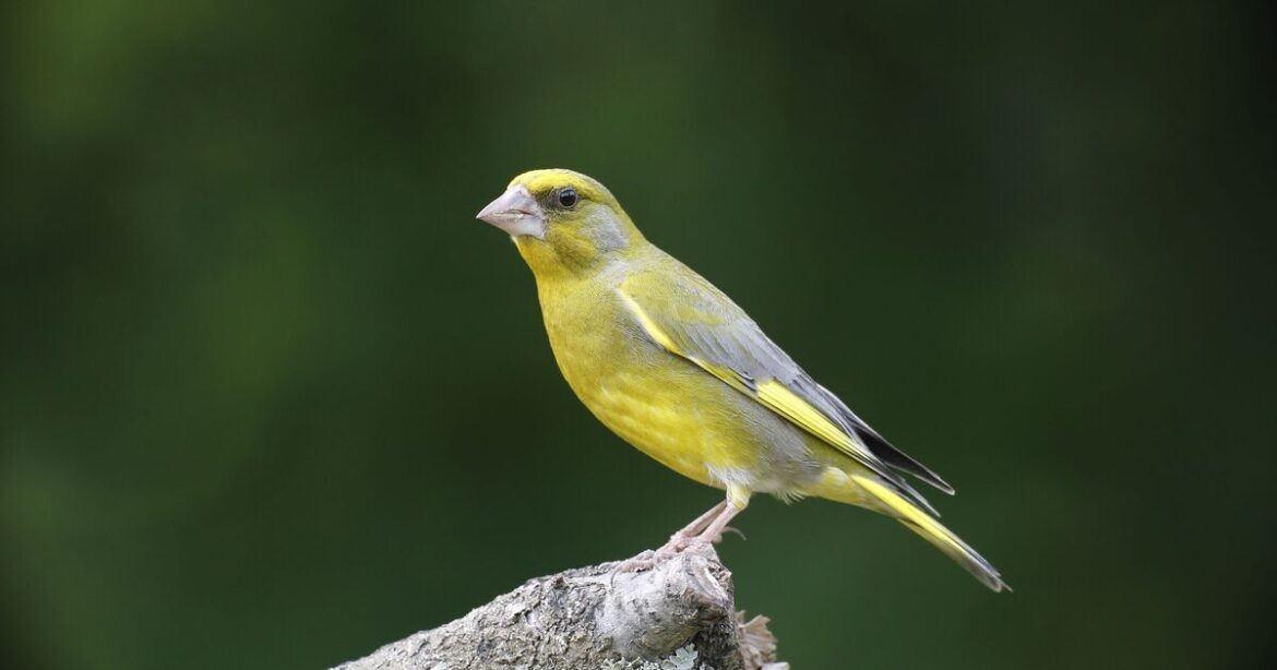 Greenfinches will thrive in your garden if you scatter 1 seed Greenfinches will thrive in your garden if you scatter 1 seed