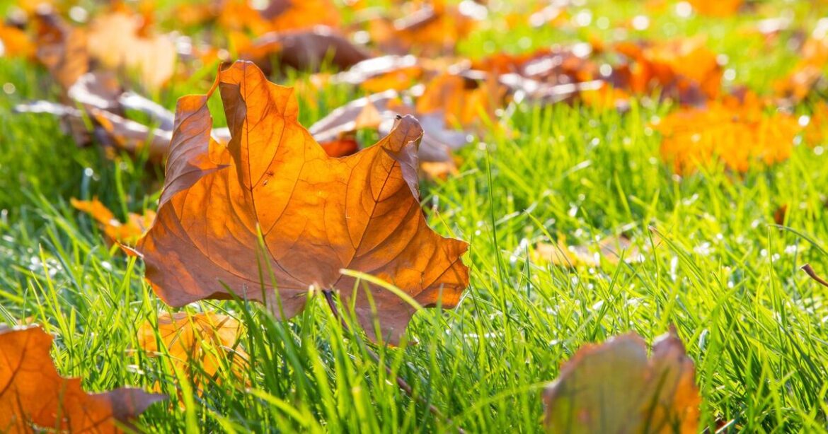 Lawn mistake to avoid to grow healthier grass in autumn Lawn mistake to avoid to grow healthier grass in autumn