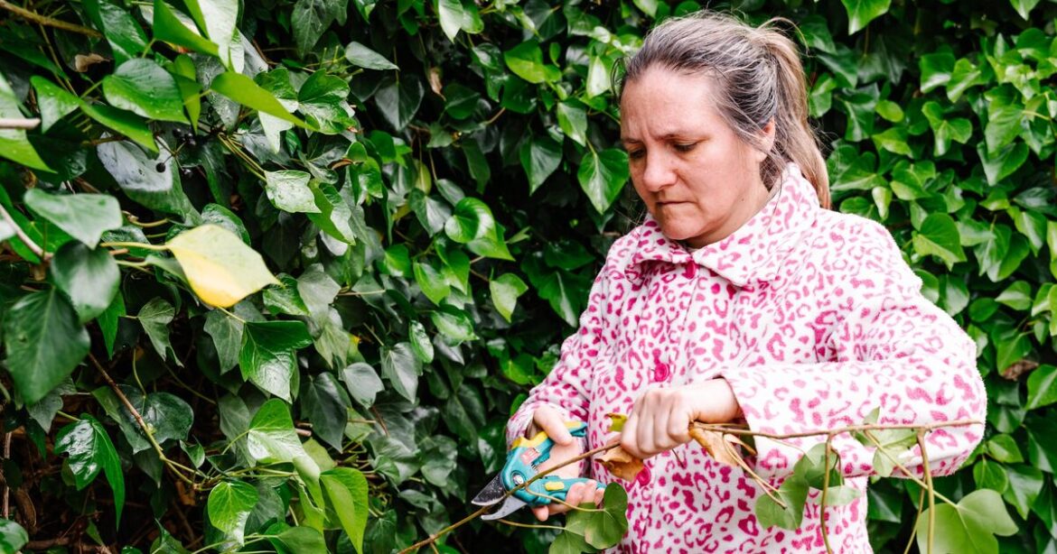 Four harmful plants you should remove from your garden now Four harmful plants you should remove from your garden now