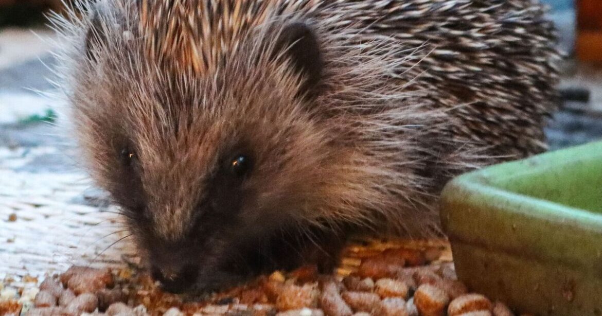Gardening jobs you need to do before October 31 to attract wildlife Gardening jobs you need to do before October 31 to attract wildlife