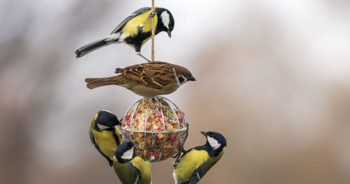 Families urged to take action if they see sparrows in garden Families urged to take action if they see sparrows in garden