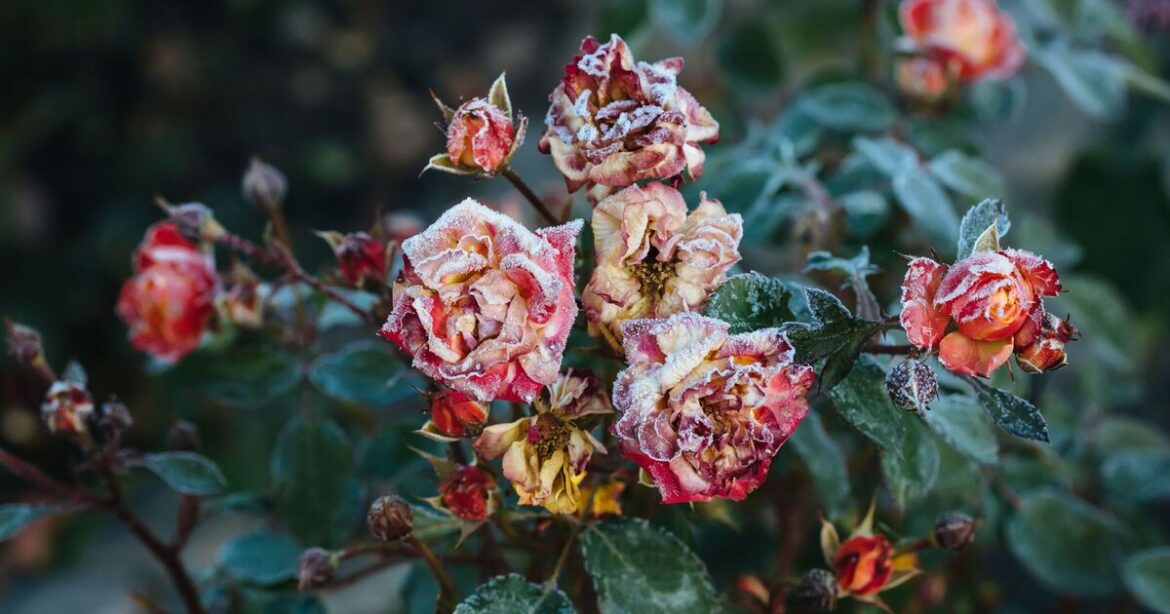 Gardeners warned to act now to save roses from deadly black spot disease Gardeners warned to act now to save roses from deadly black spot disease