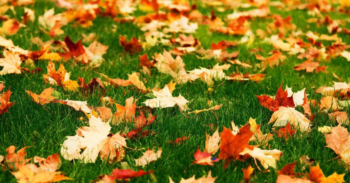 Gardeners risk damaging their lawns if they don't do 1 quick task now