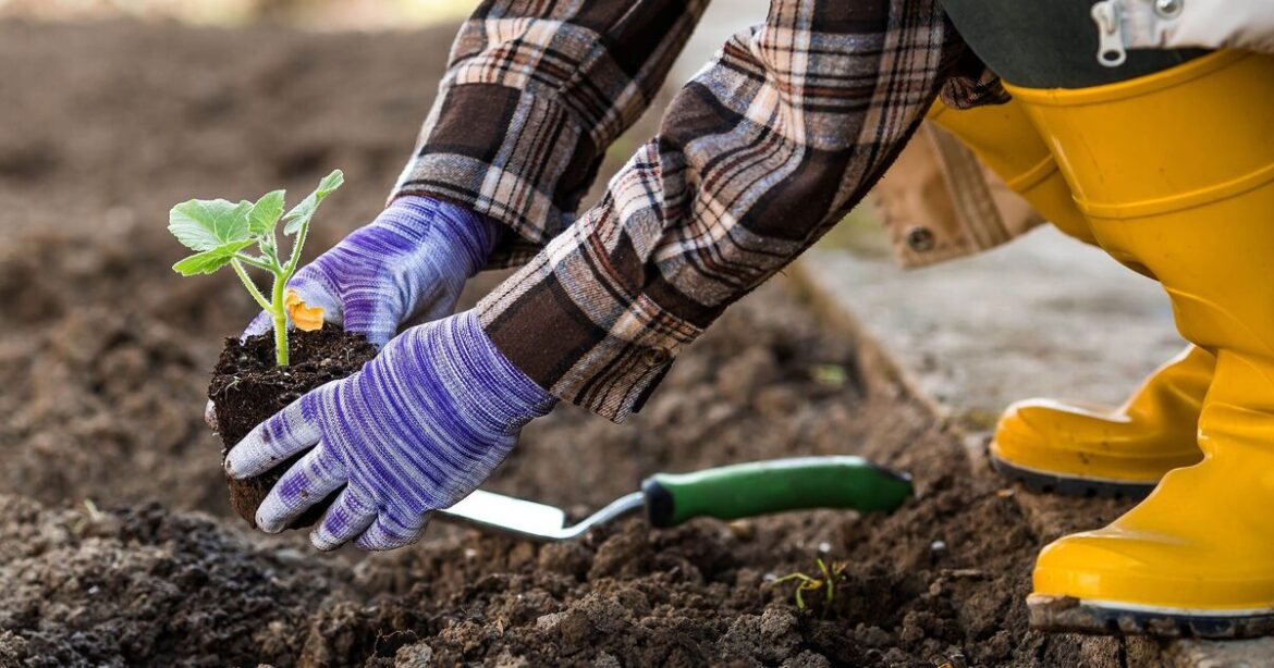 Gardener warns against supermarket mistake for autumn job Gardener warns against supermarket mistake for autumn job