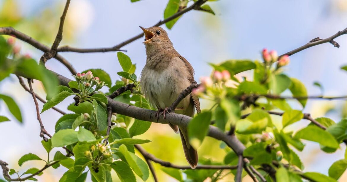 Birds will flock to garden if you swap seeds for something else Birds will flock to garden if you swap seeds for something else