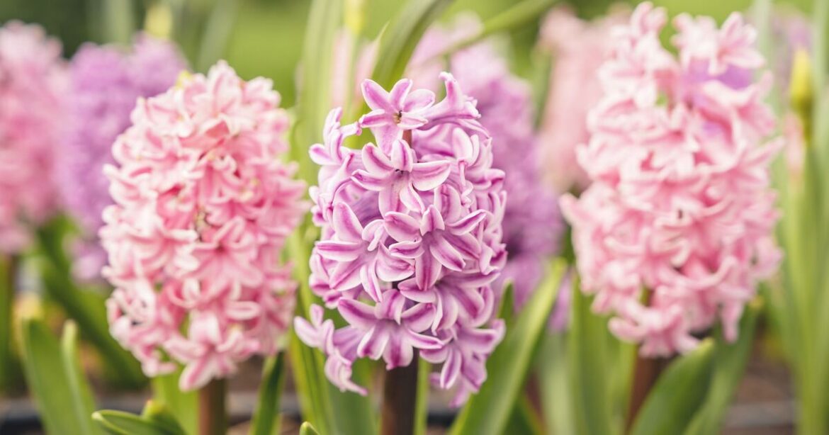 Plant one type of plant within a month, gardening expert suggests Plant one type of plant within a month, gardening expert suggests