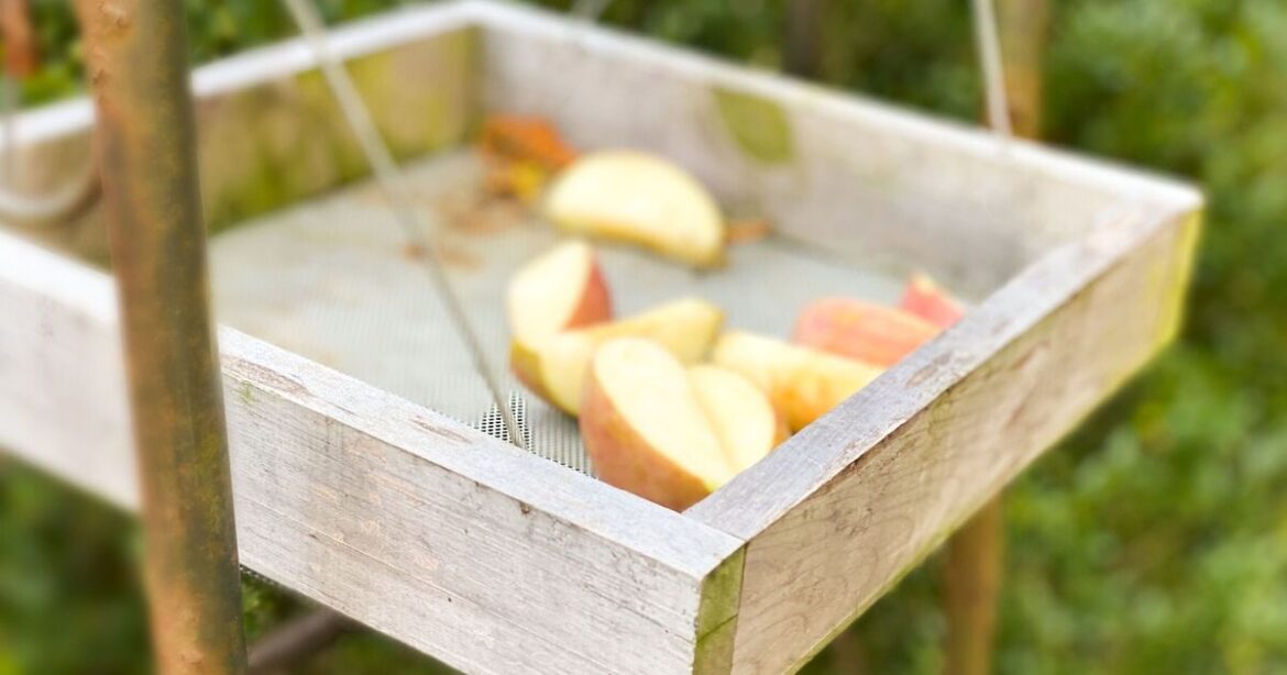 Gardeners urged to leave apples on lawn in November Gardeners urged to leave apples on lawn in November