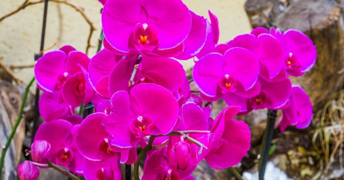 How to get orchids to bloom with gardener’s 1 simple task How to get orchids to bloom with gardener's 1 simple task