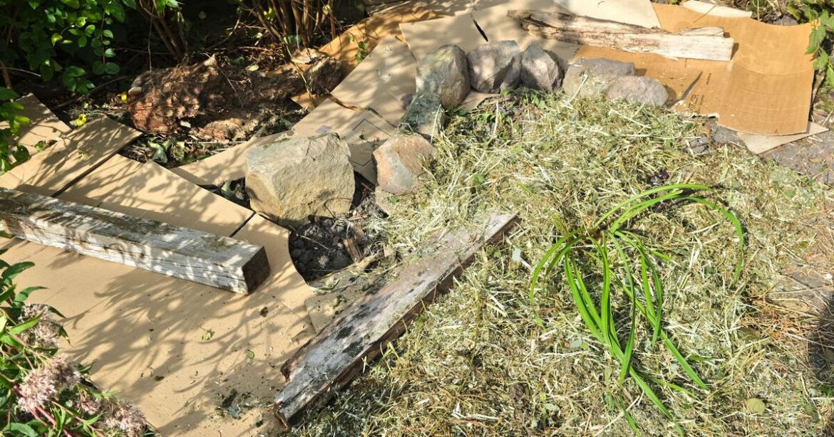 Gardeners urged to bury cardboard boxes in beds and borders