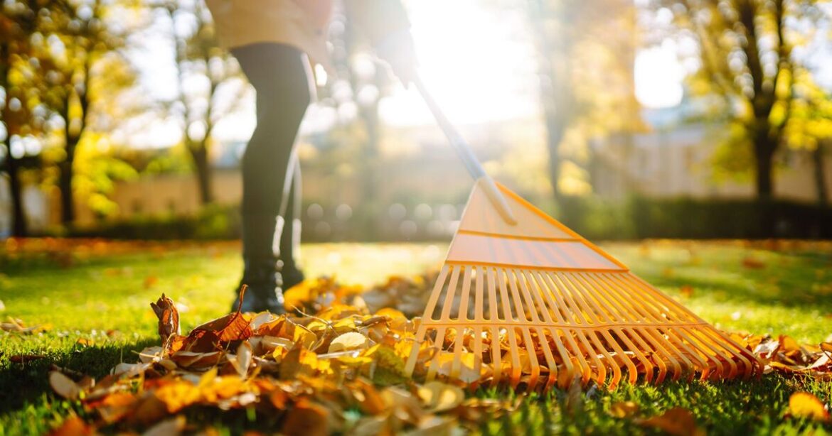 Gardeners urged to cut back one popular flower in October Gardeners urged to cut back one popular flower in October