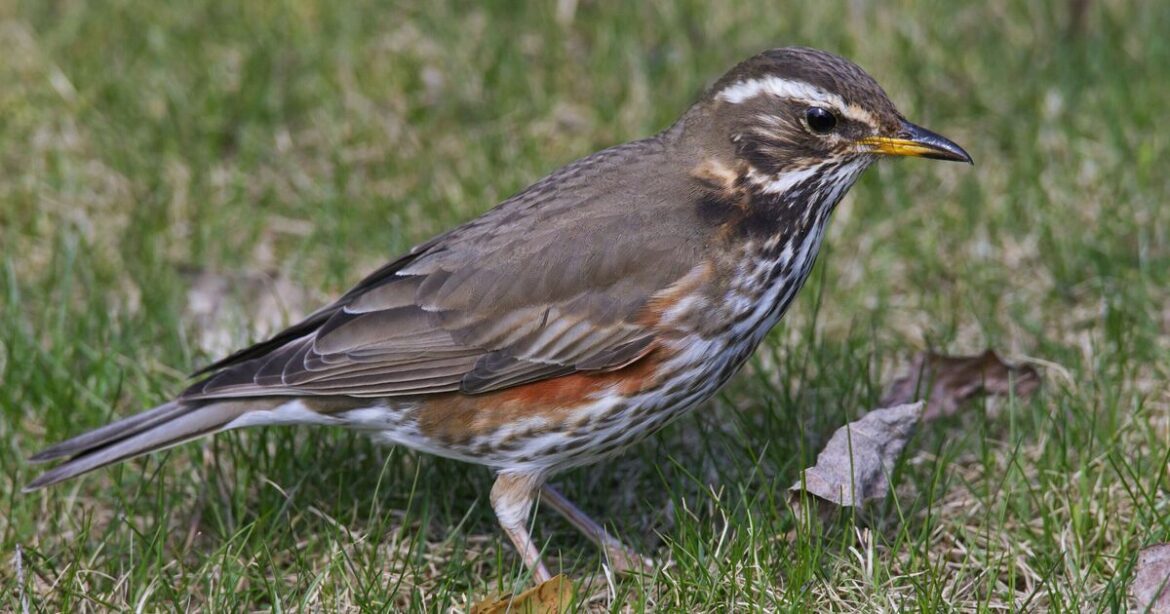 Anyone with a garden urged to check for one bird as snow returns to UK Anyone with a garden urged to check for one bird as snow returns to UK