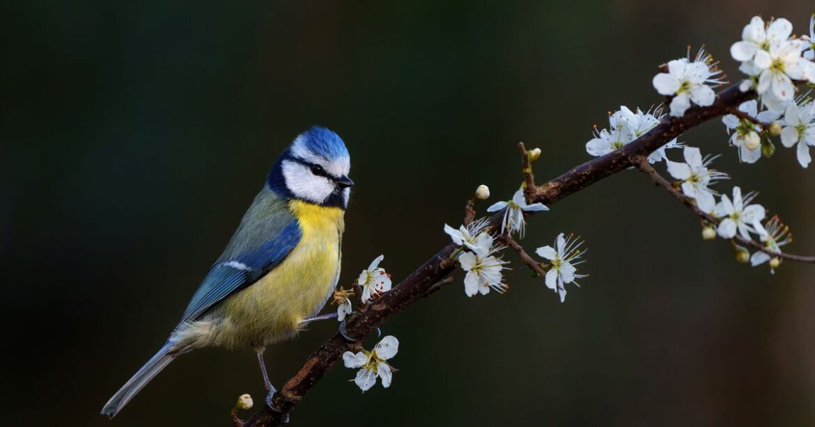 Attract blue tits to your garden all autumn by adding one thing outside Attract blue tits to your garden all autumn by adding one thing outside