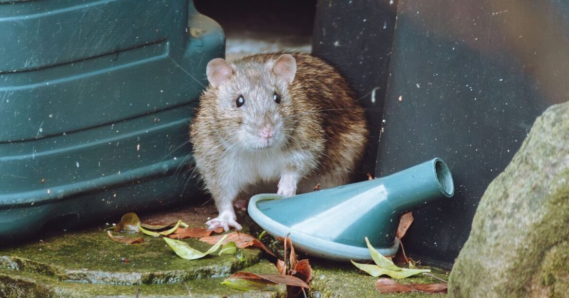 Rats and mice ‘won’t enter’ garden if you place 1 plant outdoors Rats and mice 'won't enter' garden if you place 1 plant outdoors