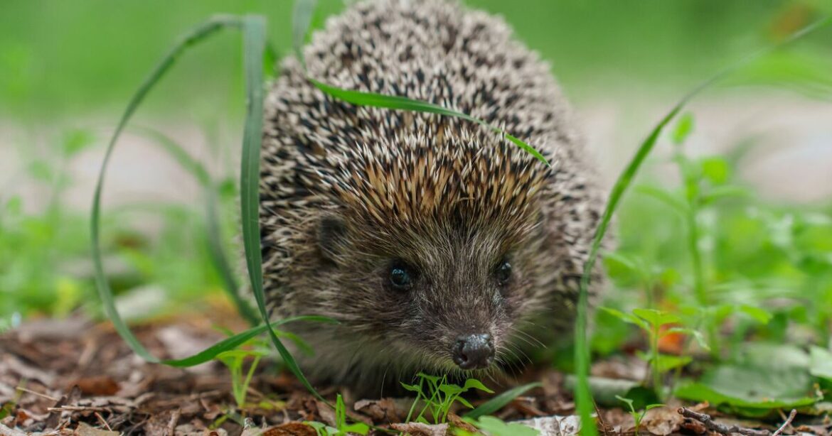 Households urged to do 1 easy garden job to help hedgehogs and deer Households urged to do 1 easy garden job to help hedgehogs and deer