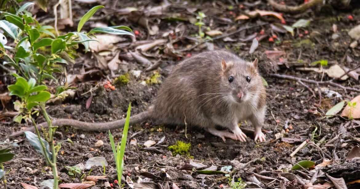 How to deter rats and mice from your garden in autumn using 1 homemade spray
