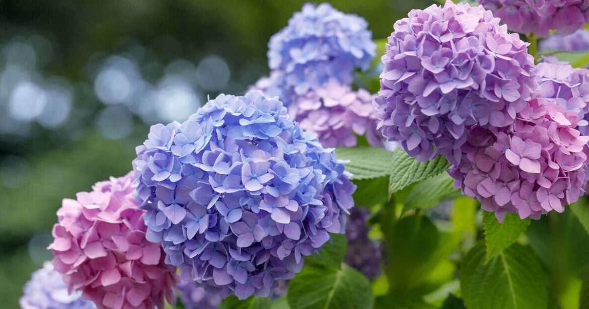 Gardeners urged to do 5 things to hydrangeas before the first frost Gardeners urged to do 5 things to hydrangeas before the first frost