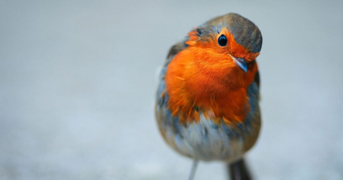 Anyone with robins in their garden urged to put out 41p kitchen staple Anyone with robins in their garden urged to put out 41p kitchen staple