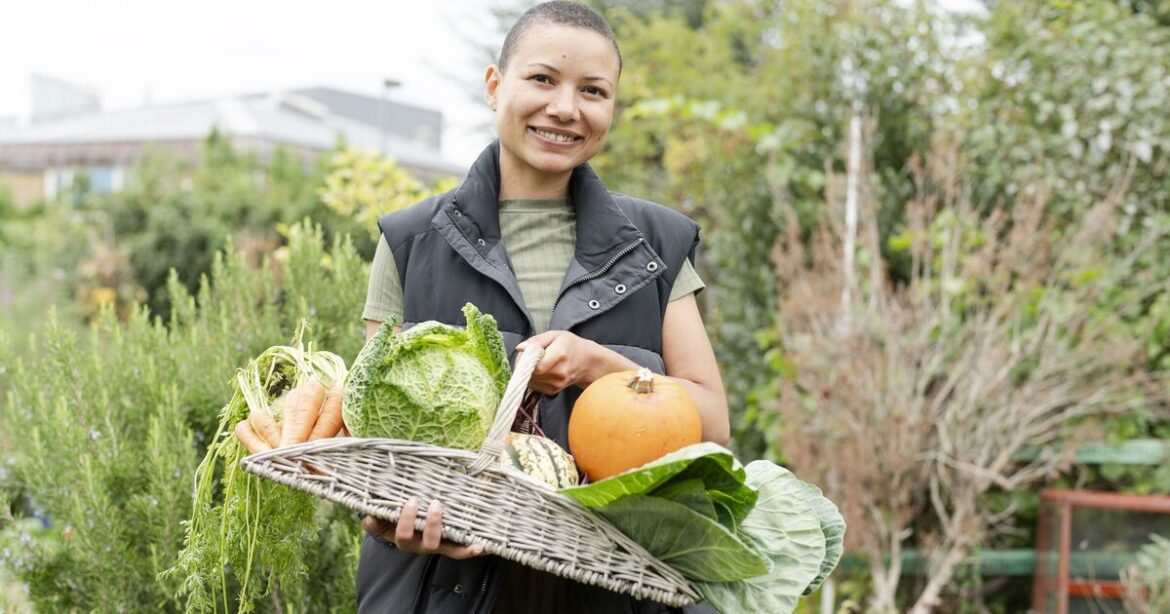Gardens thrive if you plant leftover pumpkin instead of binning it Gardens thrive if you plant leftover pumpkin instead of binning it