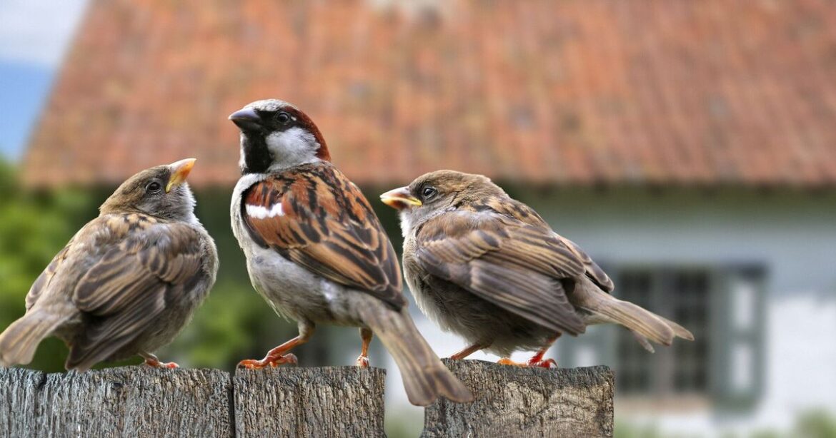These 6 steps for your garden will stop birds starving this winter These 6 steps for your garden will stop birds starving this winter