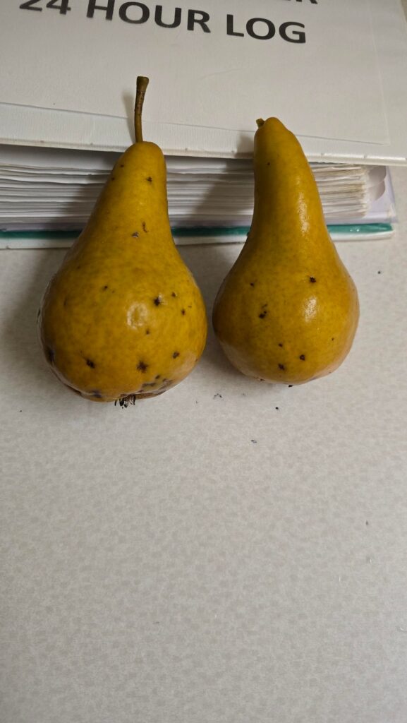 Poisonous Pears? Poisonous Pears?