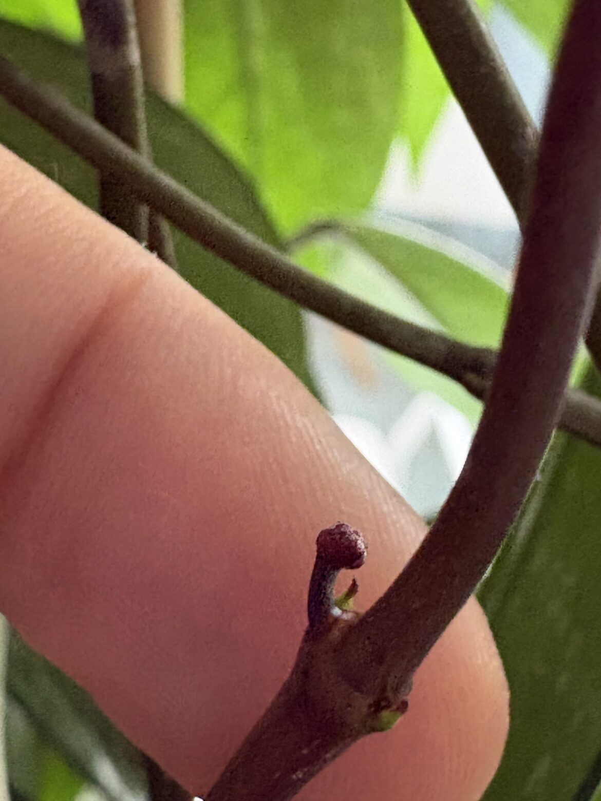 Got a cutting in 2020, nearly lost it in 2022 due to root rot. Stepped up my game, better soil. First peduncle? 🌿