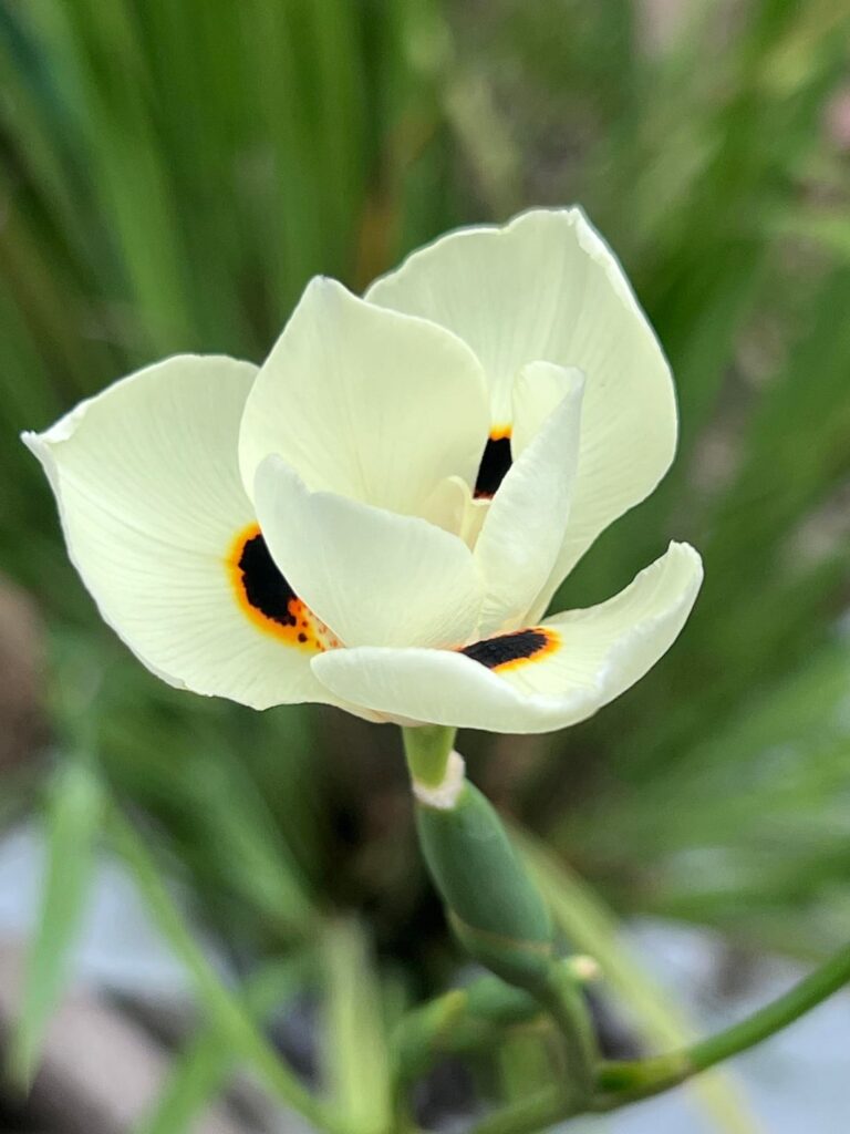 I share this beauty with you, enjoy