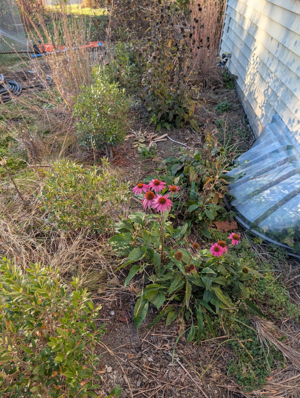 Pow wow coneflower still blooming 27oct in SE PA. Inkberry strongbox also pictured.