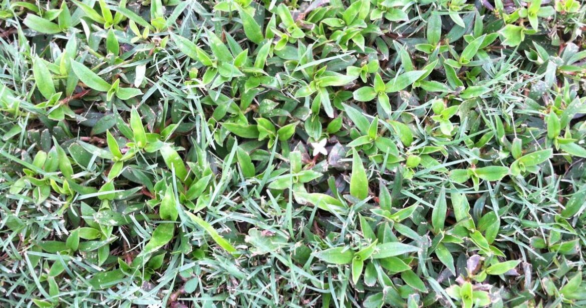 Use a two-pronged approach to killing weeds | Home/Garden