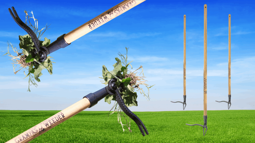 Grampa’s Weeder Can Prevent Back Pain While Gardening Grampa's Weeder Can Prevent Back Pain While Gardening