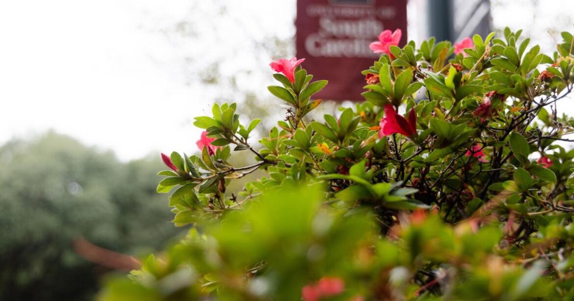 USC campus features garnet florals, impressive tree coverage USC campus features garnet florals, impressive tree coverage