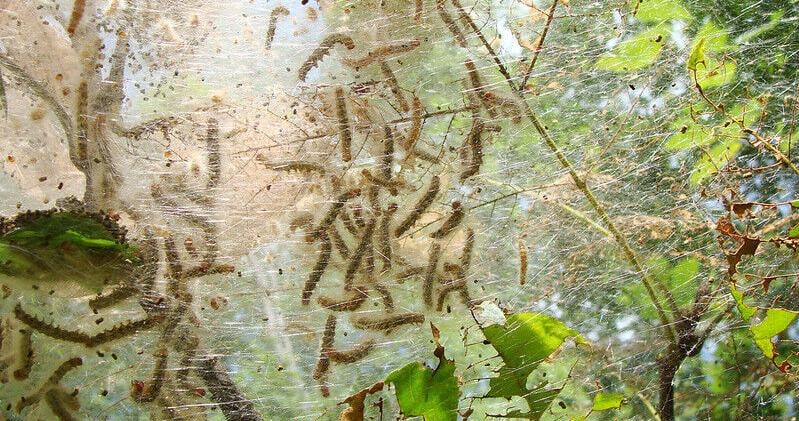 GARDEN GUIDE: Fall webworm — What’s it doing to my tree? | Archives GARDEN GUIDE: Fall webworm — What's it doing to my tree? | Archives