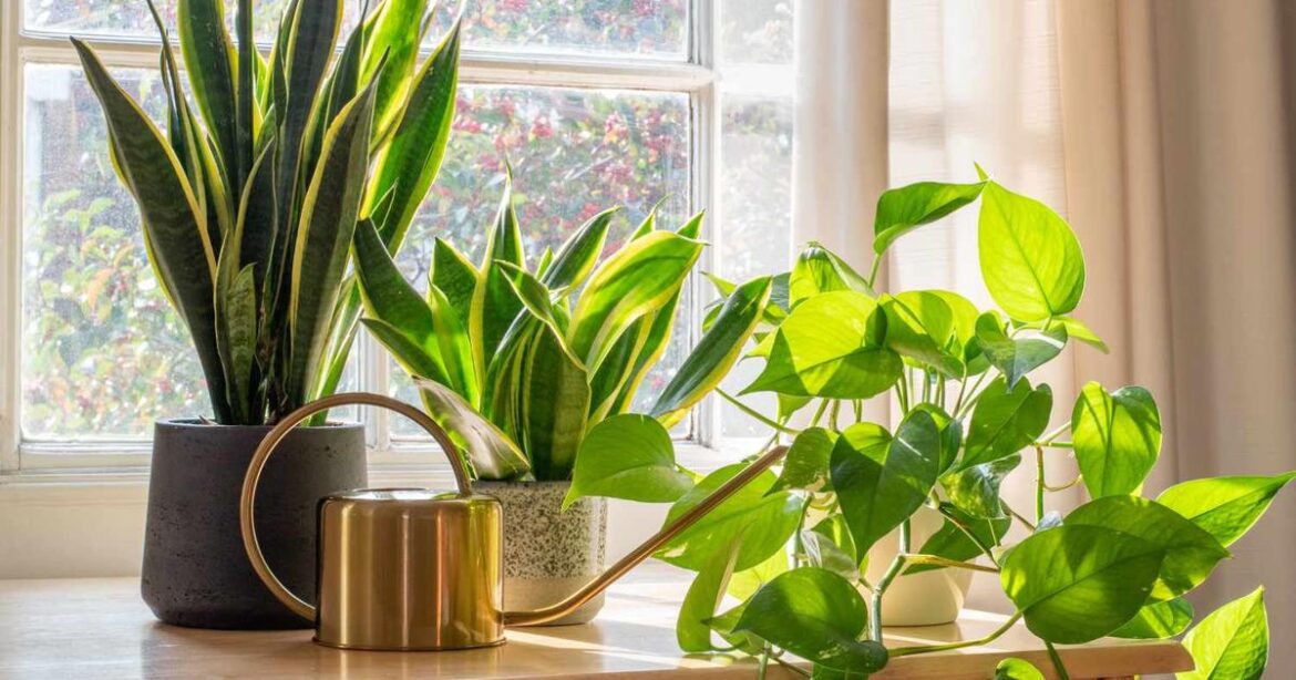 Houseplants bring fresh life indoors | Home And Garden
