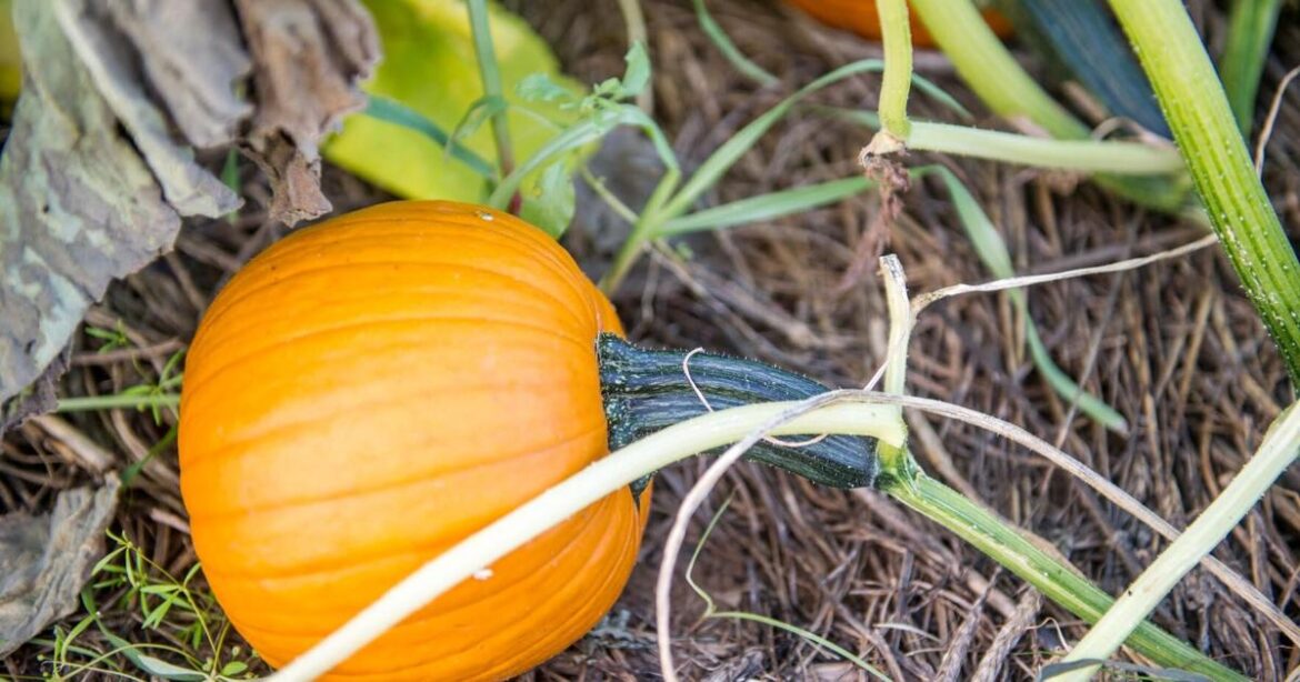 Gardening Briefs – Oct 9, 2025 | The World Gardening Briefs - Oct 9, 2025 | The World