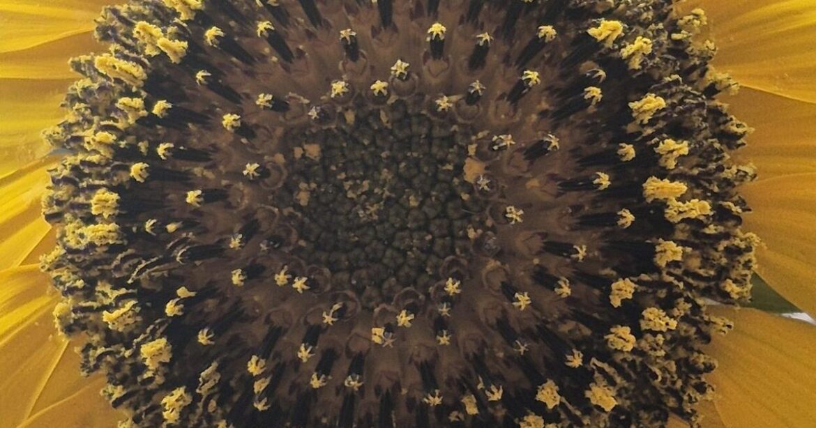 Nevada County Captures: Sunflowers and apples in our garden | Multimedia Nevada County Captures: Sunflowers and apples in our garden | Multimedia