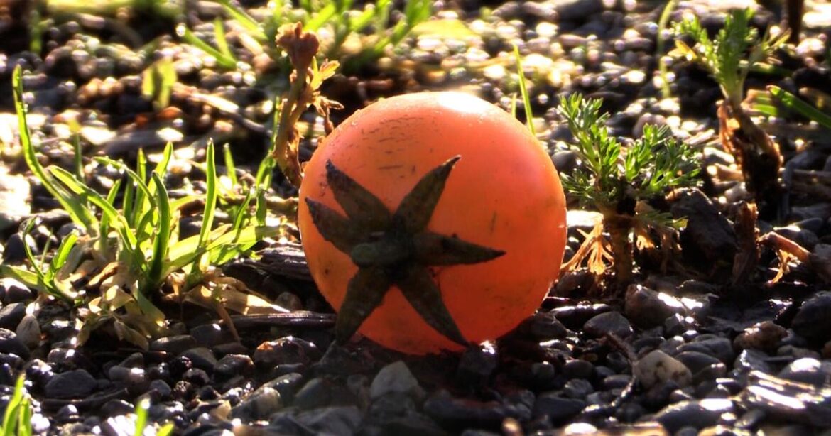 Gardeners prepare beds for winter and next spring | Local & State News