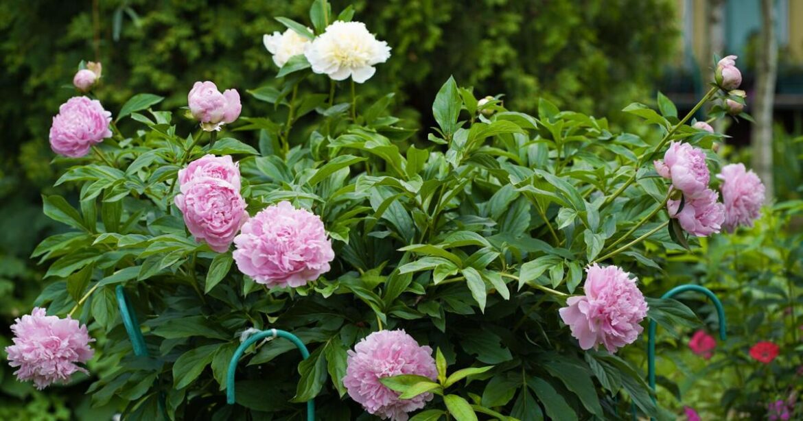 Planting peonies: Tips for helping them thrive | Johnette’s Garden Club