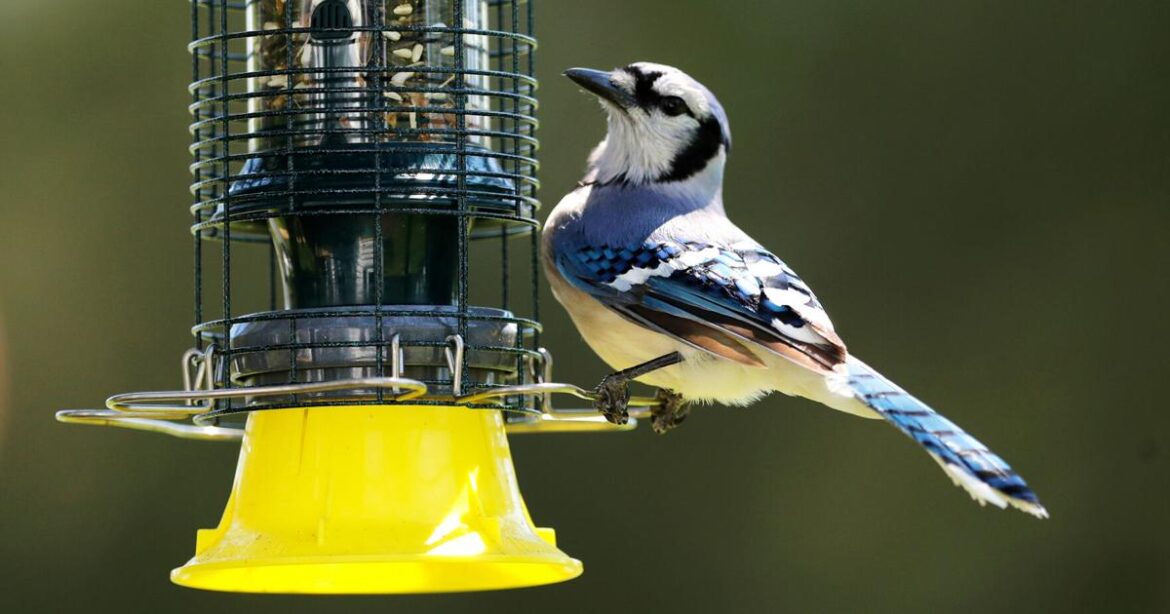 As the garden winds down, it’s time to care for winter-prepping birds | Living As the garden winds down, it's time to care for winter-prepping birds | Living