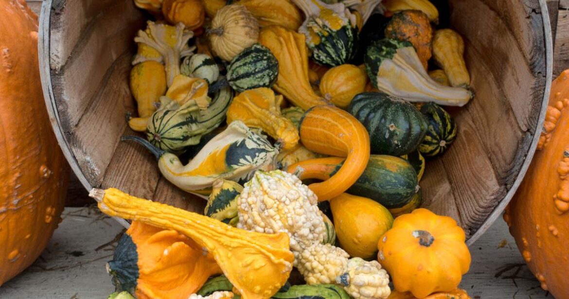 Gardening column: Ornamental gourds galore Gardening column: Ornamental gourds galore