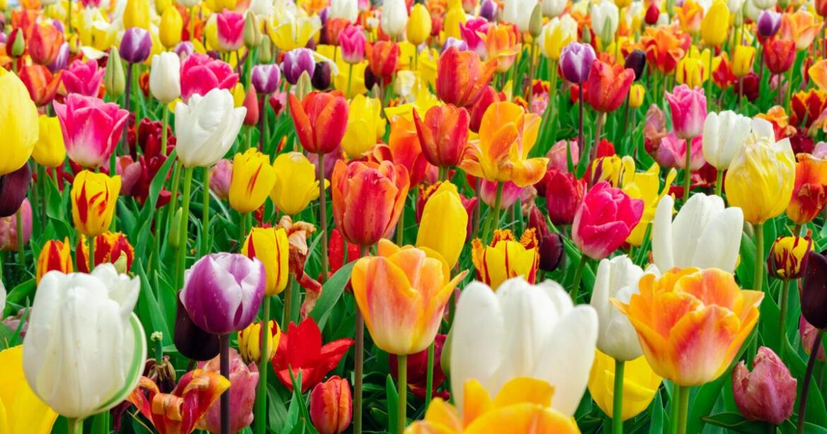 How to successfully grow tulips in the south | Johnette’s Garden Club