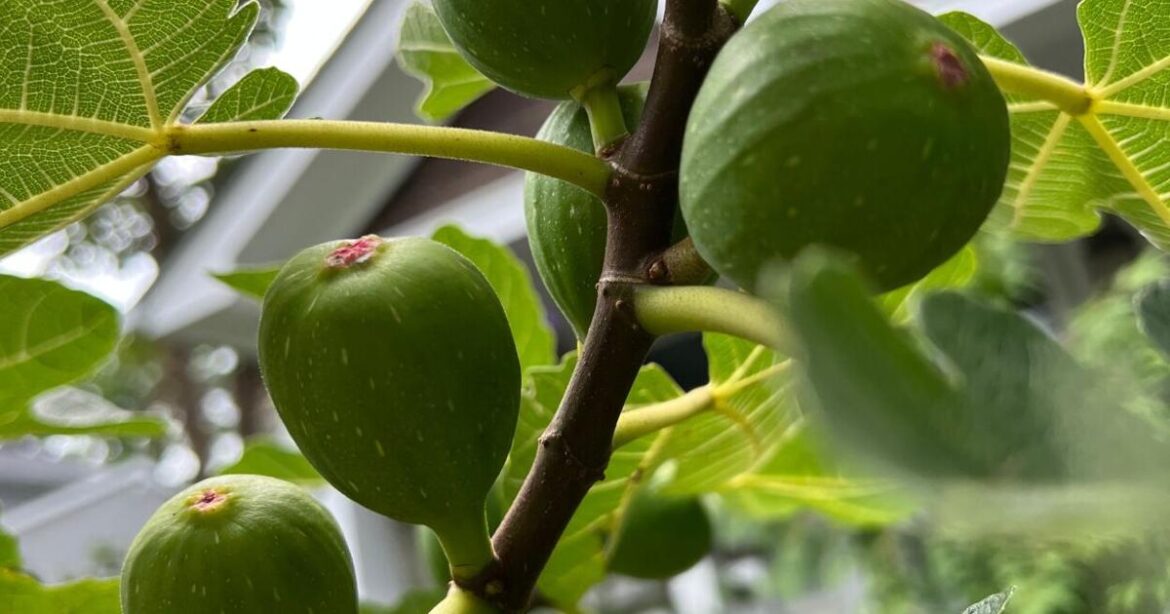 Gardening- Using Food Scraps | National Gardening- Using Food Scraps | National