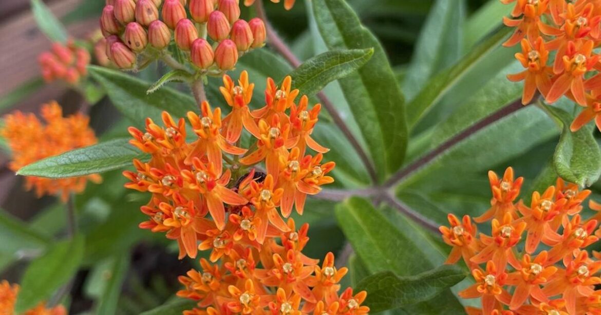 HOME AND GARDEN: Mark the location of late emerging perennials | Premium Plus HOME AND GARDEN: Mark the location of late emerging perennials | Premium Plus