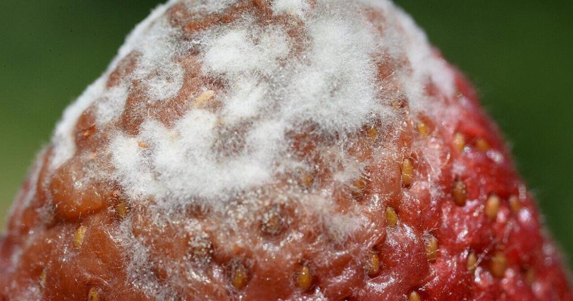 GARDEN GUIDE: Grey mold in your life: Fungi for the cold season | Archives GARDEN GUIDE: Grey mold in your life: Fungi for the cold season | Archives