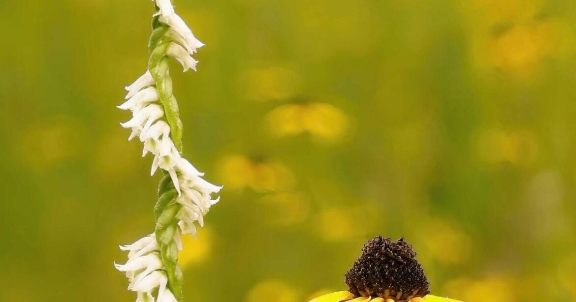 Reflections on a season of orchids | Community Reflections on a season of orchids | Community