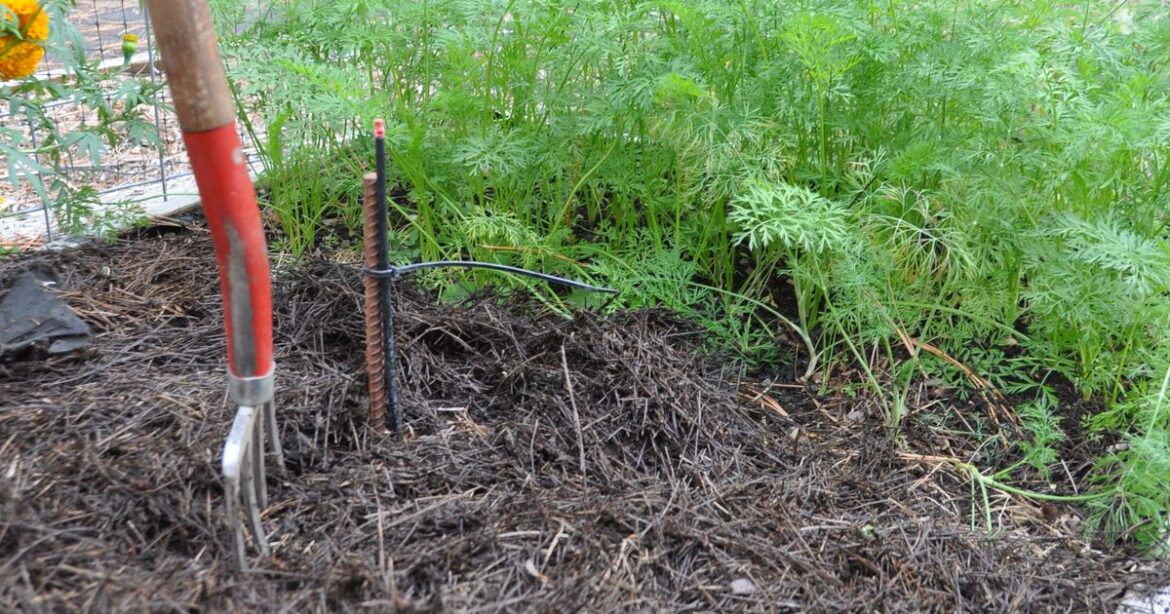Digging out the truth behind popular garden myths Digging out the truth behind popular garden myths